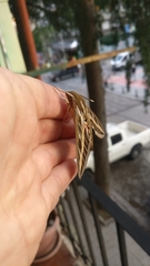 Hyles livornica