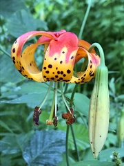 Lilium pardalinum vollmeri