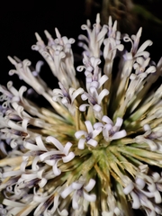 Echinops spinosissimus