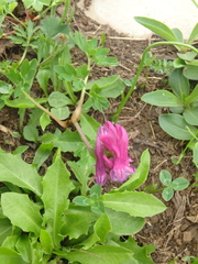 Corydalis conorhiza