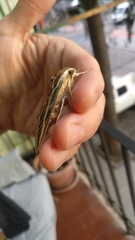 Hyles livornica