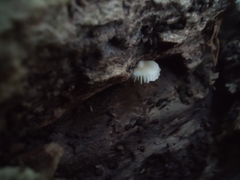 Crepidotus sublatifolius