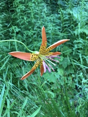 Lilium pardalinum vollmeri