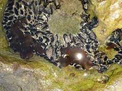 Brachidontes rodriguezii