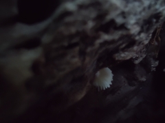 Crepidotus sublatifolius