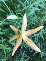 Lilium pardalinum vollmeri
