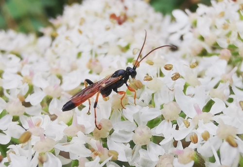 Oronotus binotatus