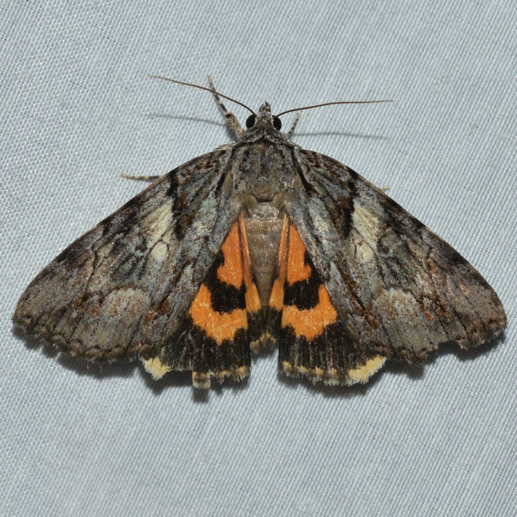 Wonderful Underwing