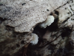 Crepidotus sublatifolius