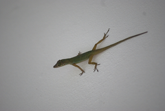 Anolis richardii