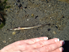 Aulorhynchus flavidus