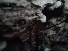 Crepidotus sublatifolius