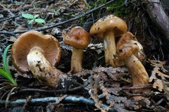Tricholoma pessundatum