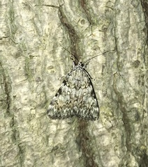 Catocala amica