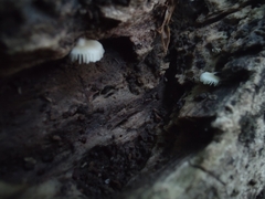 Crepidotus sublatifolius