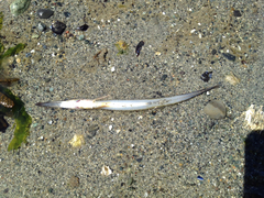 Aulorhynchus flavidus