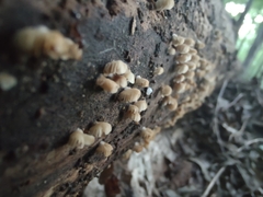 Crepidotus sublatifolius