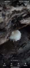 Crepidotus sublatifolius