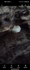 Crepidotus sublatifolius