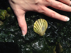Patinopecten caurinus