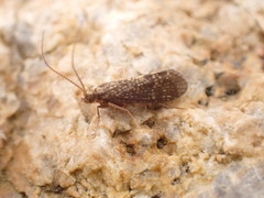 Cyrnus trimaculatus