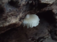Crepidotus sublatifolius