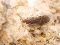 Cyrnus trimaculatus