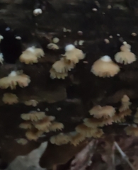 Crepidotus sublatifolius