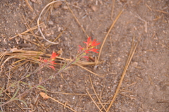 Castilleja montigena
