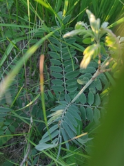 Astragalus canadensis