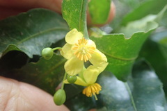 Ochna arborea