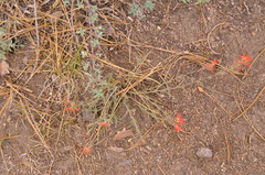 Castilleja montigena