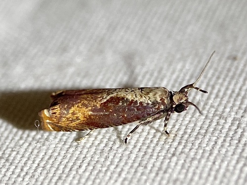 Maple Tip Borer Moth photo 2