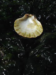 Patinopecten caurinus