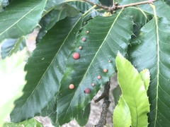 Trichagalma acutissimae