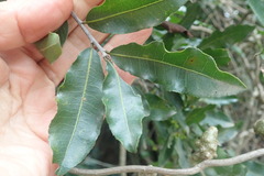 Ochna arborea