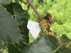 Curetis acuta paracuta