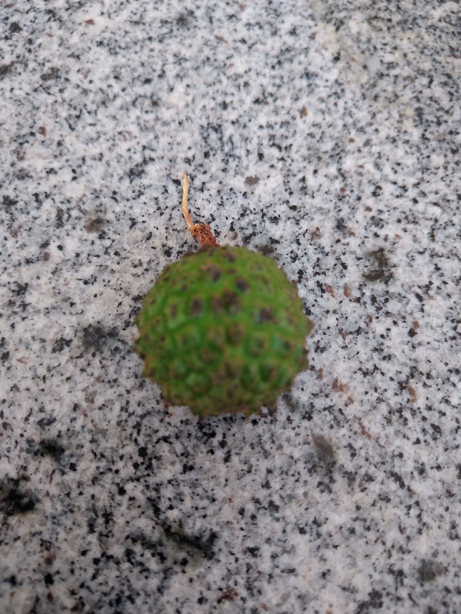 Guazuma ulmifolia