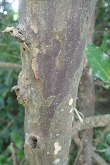 Ochna arborea