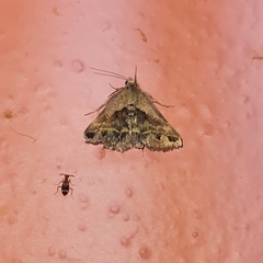 Acantholipes trimeni