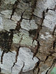 Pertusaria leioplaca