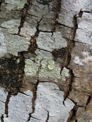 Pertusaria leioplaca