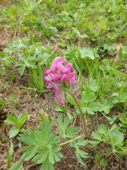 Corydalis conorhiza