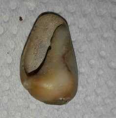 Olivancillaria urceus