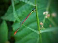 Leptobasis vacillans