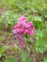 Corydalis conorhiza