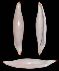 Pellasimnia annabelae