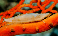 Pellasimnia annabelae