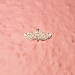 Elophila scitalis
