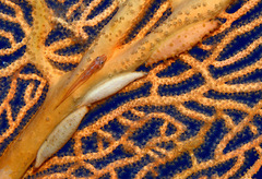 Pellasimnia annabelae